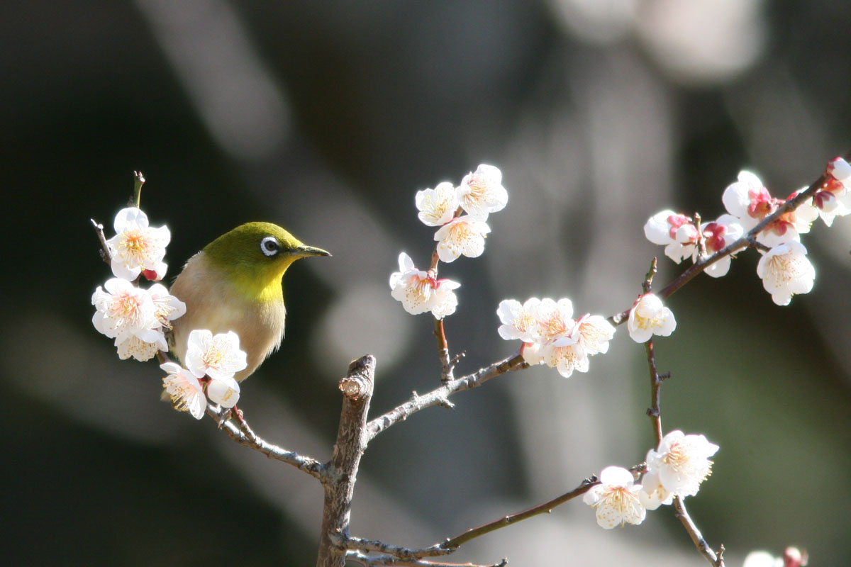 静岡県磐田市の桶ヶ谷沼、トンボの繁殖地として有名なところですね 鳥もたくさん見ることができます